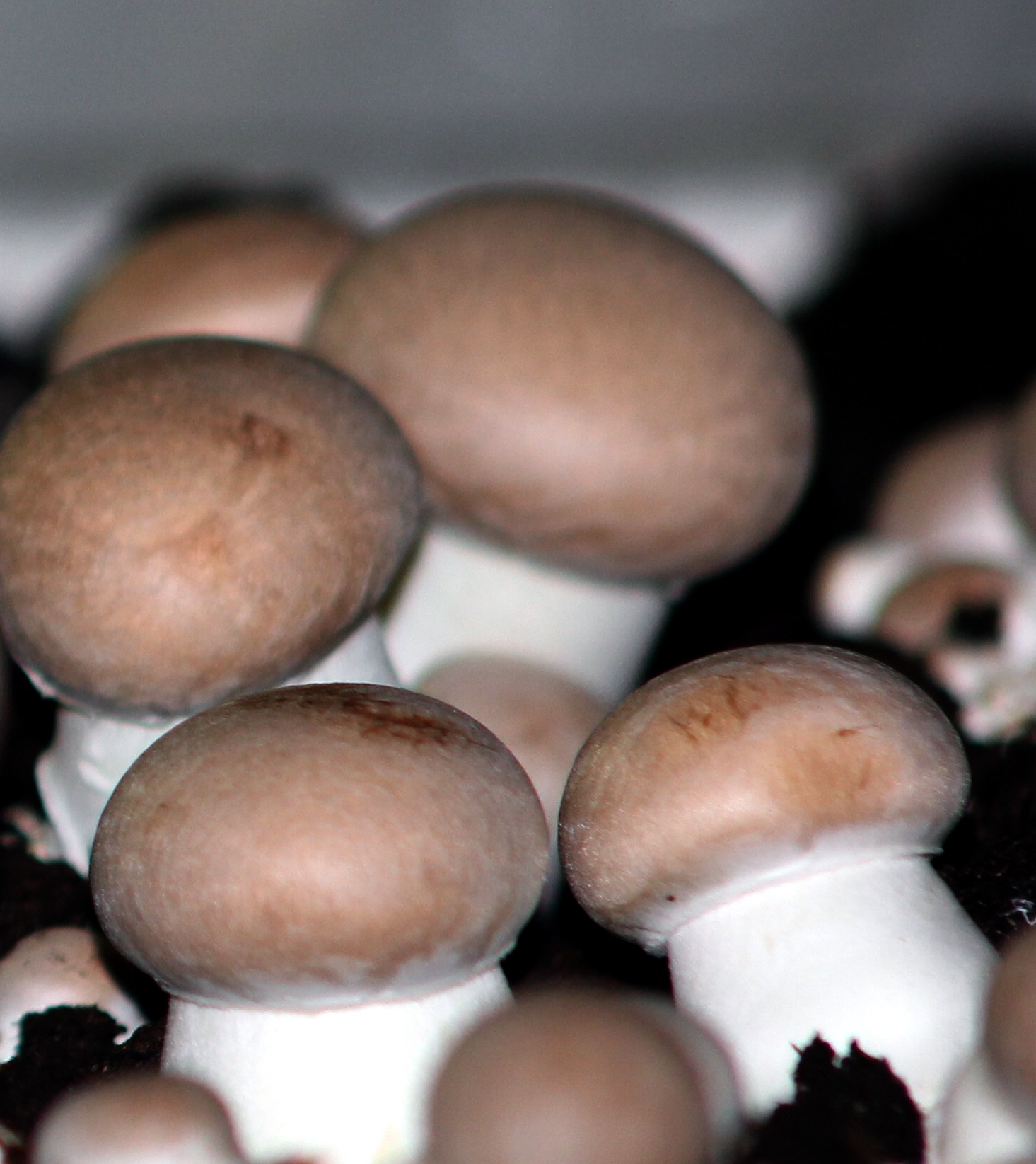 Inside the W&T Mushroom growing operation