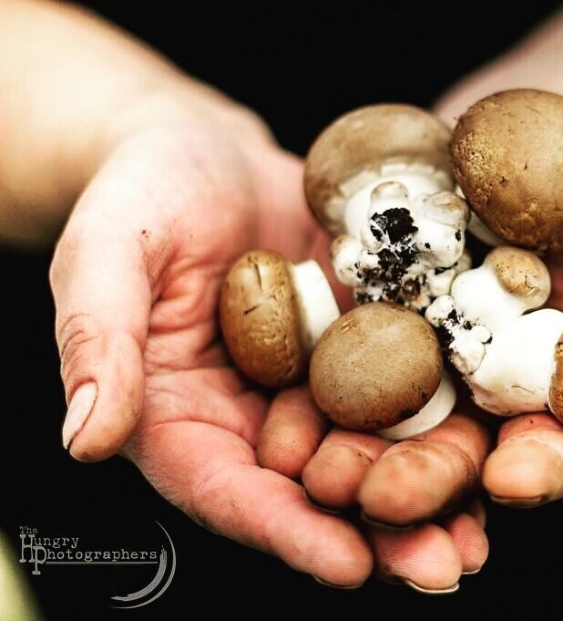 Fresh cremini mushrooms held at W&T Mushroom Ltd.